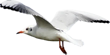 Gaivota 07